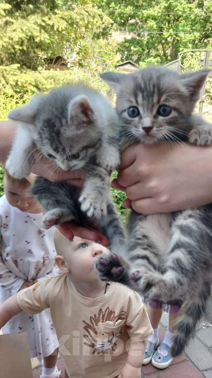 Кошки в Воронеже: Котята Мальчик, Бесплатно - фото 1