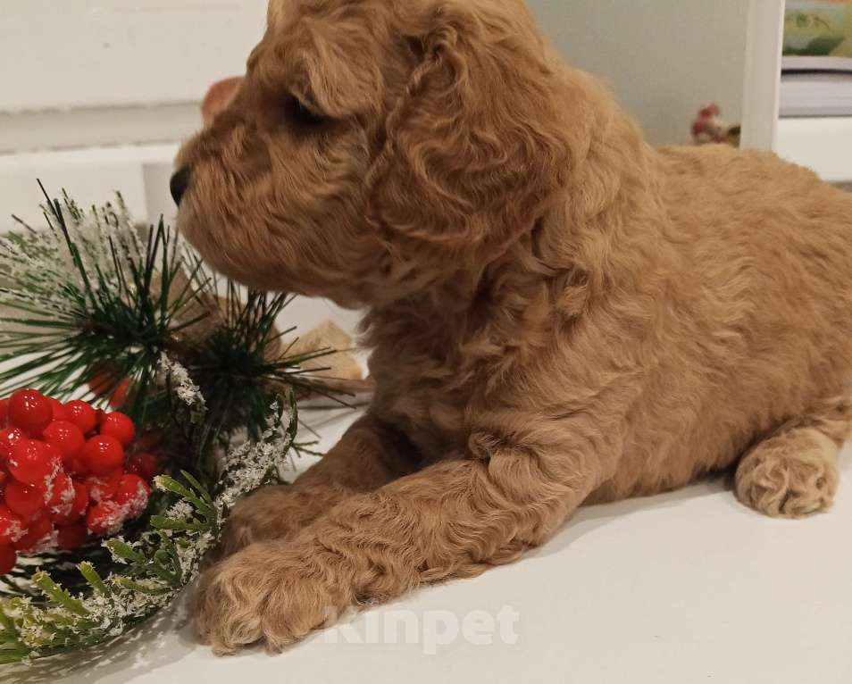 Собаки в Казани: Щенки той пуделя Мальчик, 70 000 руб. - фото 3