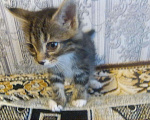 Кошки в Арзамасе: Очаровательная девчушка, 10 руб. - фото 2