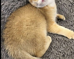 Кошки в Москве: Шотландские золотые котята  Мальчик, 20 000 руб. - фото 1