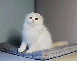 Кошки в Болхове: Вислоухий хайленд, 35 000 руб. - фото 1
