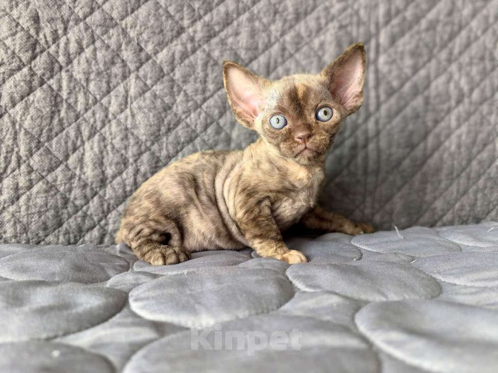 Кошки в Москве: Шоколадная черепашка Девочка, Бесплатно - фото 4