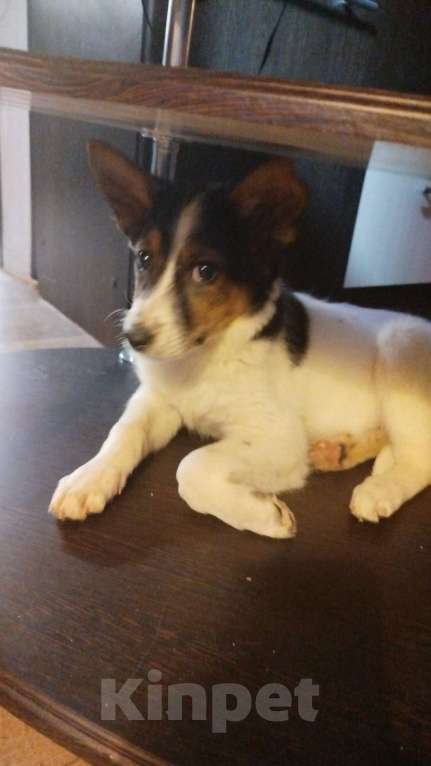 Собаки в Челябинске: Найденыш  Девочка, Бесплатно - фото 2