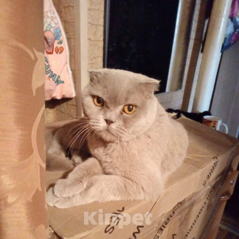 Кошки в Котельнике: Очаровательная кошечка в плюшевой шубке и с царскими манерами Девочка, Бесплатно - фото 1