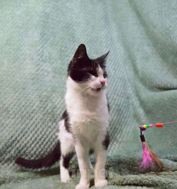 Кошки в Москве: Мия, слепая героиня Девочка, Бесплатно - фото 1