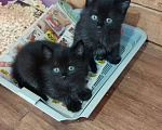 Кошки в Уфе: Котята в добрые руки Разнополые, Бесплатно - фото 1
