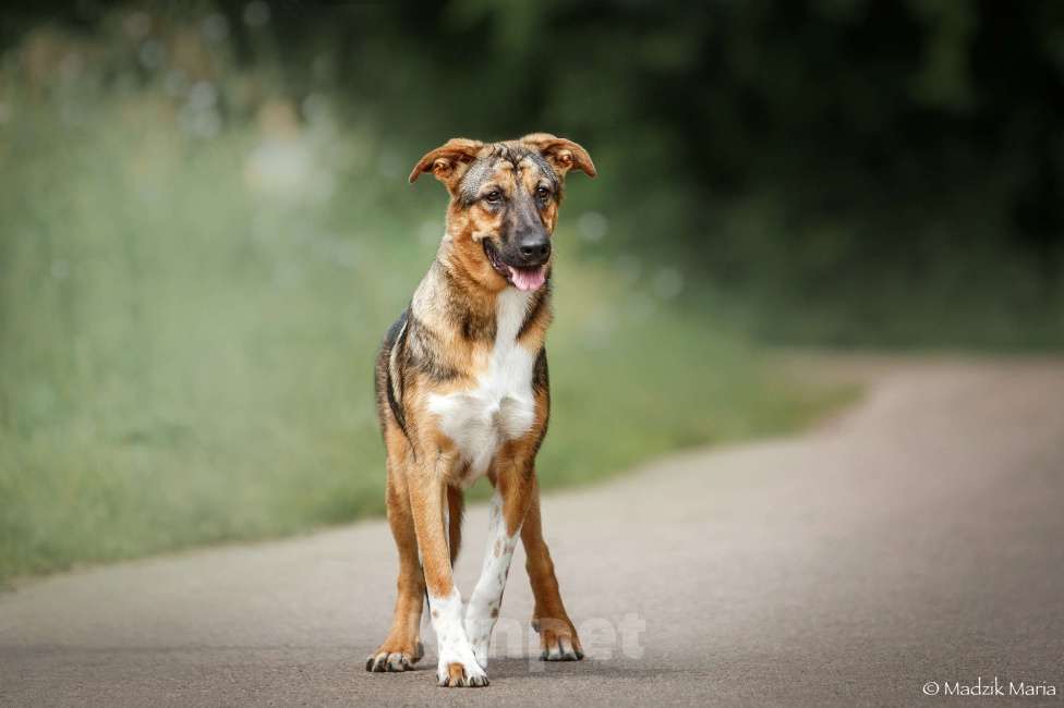 Собаки в Москве: Энджел Девочка, Бесплатно - фото 3