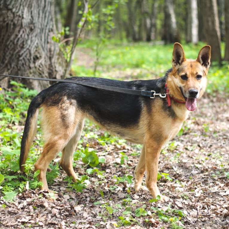 Собаки в Москве: Венеция Девочка, Бесплатно - фото 2
