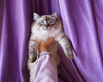Кошки в Краснодаре: Невская маскарадная котенок Барэль очень пушистый в окрасе колор поинт Мальчик, 27 000 руб. - фото 2