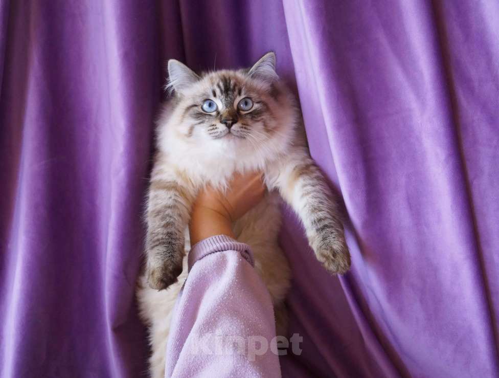 Кошки в Краснодаре: Невская маскарадная котенок Барэль очень пушистый в окрасе колор поинт Мальчик, 27 000 руб. - фото 2