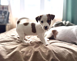Собаки в Москве: Щенок Джек Рассел терьер от титулованных родителей  Девочка, 28 000 руб. - фото 4
