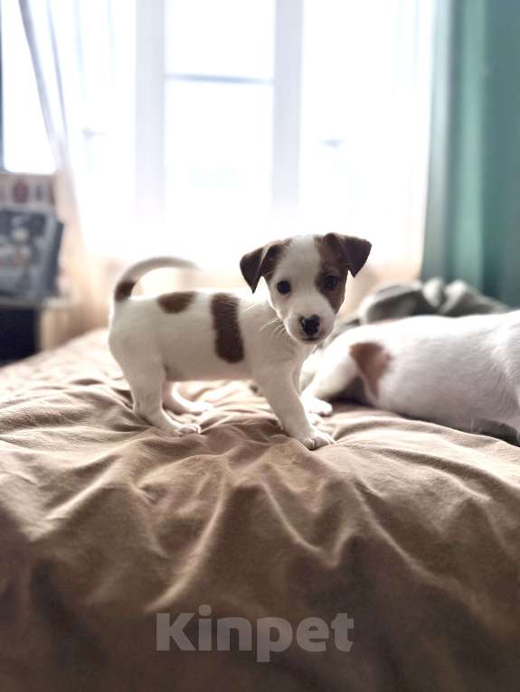 Собаки в Москве: Щенок Джек Рассел терьер от титулованных родителей  Девочка, 28 000 руб. - фото 4