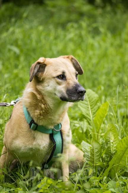 Собаки в Москве: Барабуля девочка с самой потрясающей улыбкой ищет дом. Девочка, Бесплатно - фото 3