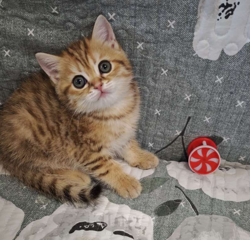 Кошки в Ангарске: Феликс Британец зелёноглазый яркий окрас Мальчик, 35 000 руб. - фото 2