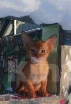 Кошки в Москве: Солнечный соррельчик котик абиссинский, американских линий Мальчик, 50 000 руб. - фото 7