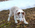 Собаки в Санкт-Петербурге: Бордер Колли разноглазый Мальчик, 120 000 руб. - фото 3