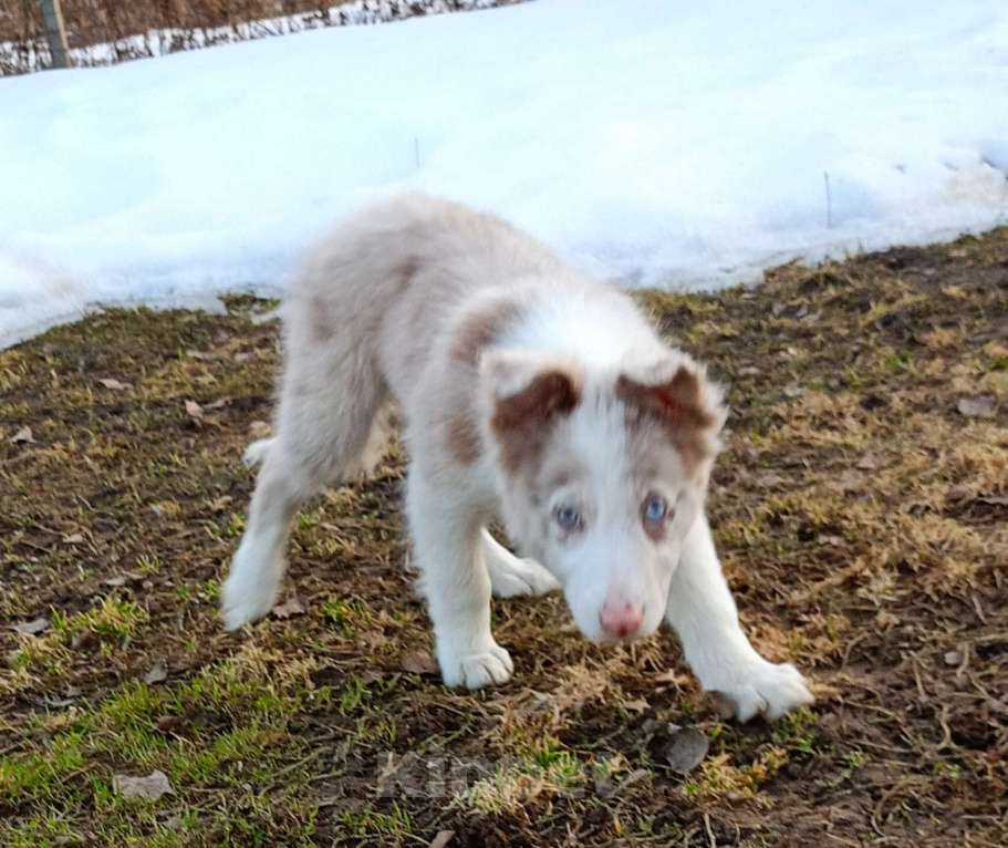 Собаки в Санкт-Петербурге: Бордер Колли разноглазый Мальчик, 120 000 руб. - фото 3