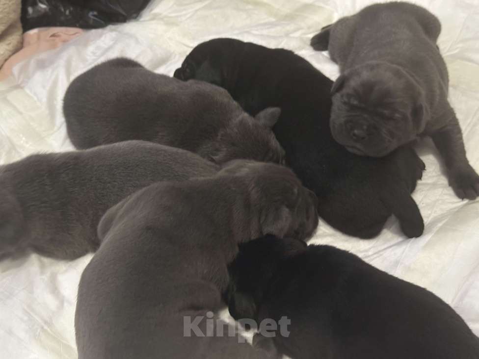 Собаки в других городах Московской области: Щенки Кане-корсо Девочка, 45 000 руб. - фото 1