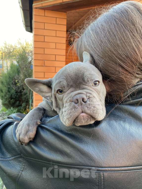 Собаки в Новошахтинске: Щенки французского бульдога Мальчик, 80 000 руб. - фото 6