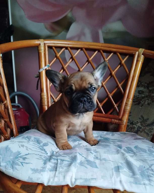 Собаки в Москве: Милый мальчик французский бульдог. Мальчик, 45 000 руб. - фото 1