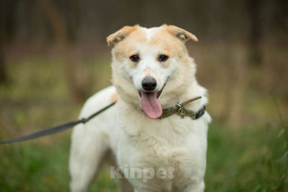 Собаки в Москве: Триша, мальчик, 4 года Мальчик, Бесплатно - фото 3