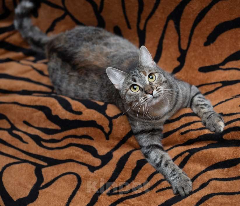 Кошки в Москве: Ручная и ласковая кошечка Джули в дар Девочка, 1 руб. - фото 5