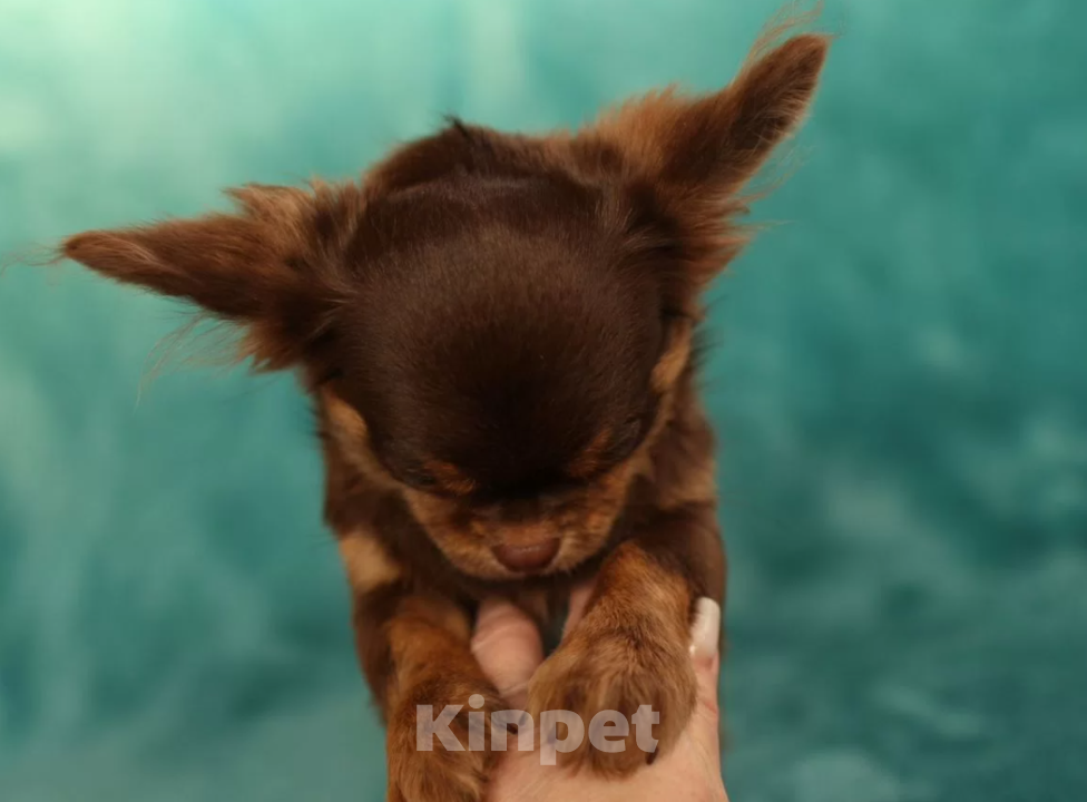 Собаки в Самаре: Чихуахуа курносый мальчик Мальчик, 45 000 руб. - фото 2