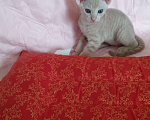 Кошки в Артеме: Котёнок Девочка, 5 000 руб. - фото 4