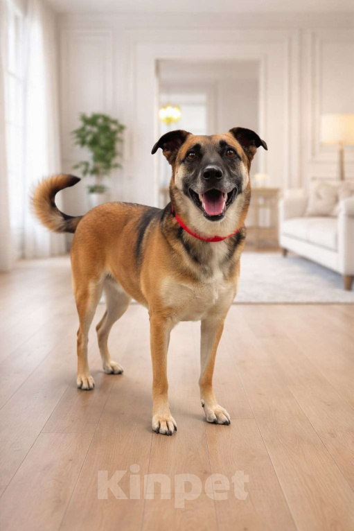 Собаки в Москве: Девочка Банди ищет дом Девочка, Бесплатно - фото 7