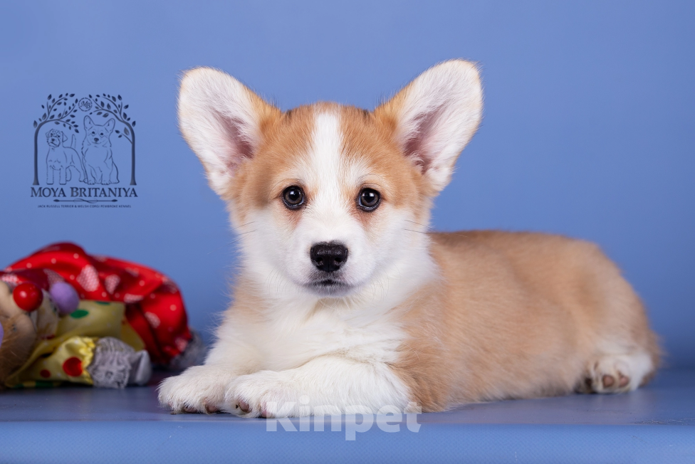 Собаки в Нижнем Новгороде: Дети Dragonjoy Star Trekket Мальчик, 50 000 руб. - фото 5