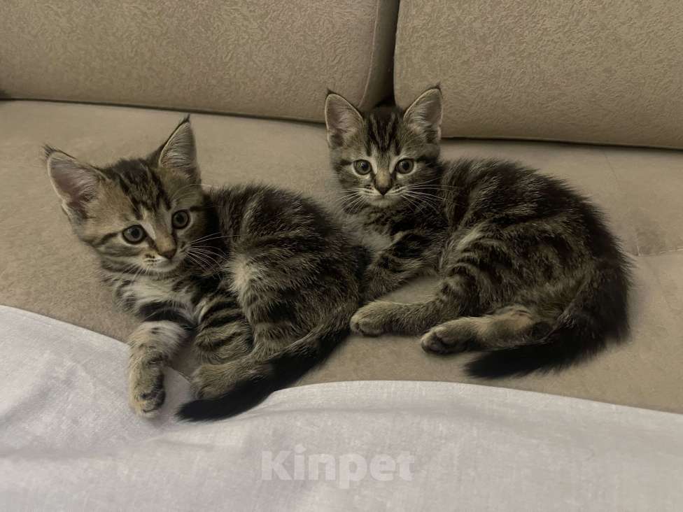 Кошки в других городах Московской области: Кошечка шотландская (помесь) Девочка, 2 000 руб. - фото 4