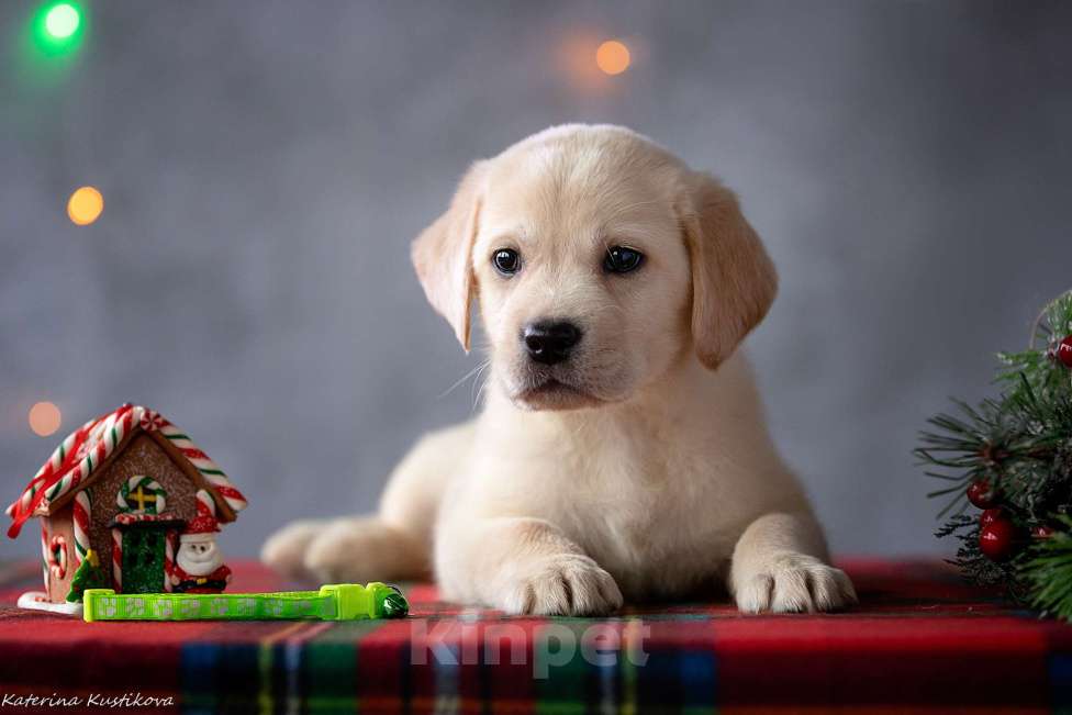 Собаки в Москве: Щенок лабрадора  Мальчик, 80 000 руб. - фото 4
