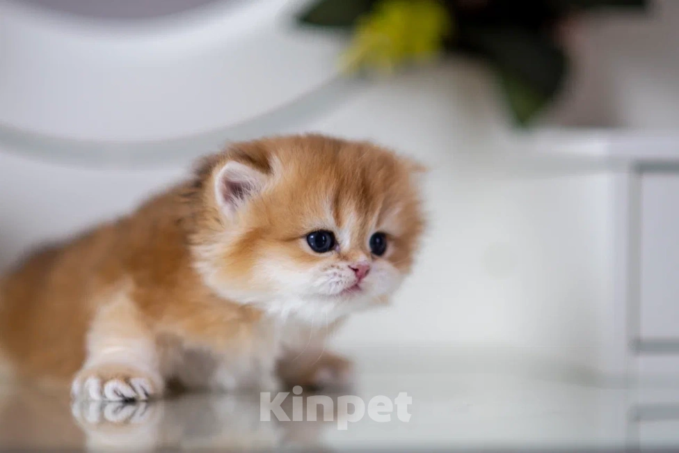 Кошки в Балашихе: Красивая британская девочка Белоснежка Девочка, 70 000 руб. - фото 2