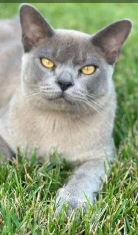 Кошки в Москве: Котик шоколад Мальчик, 45 000 руб. - фото 2