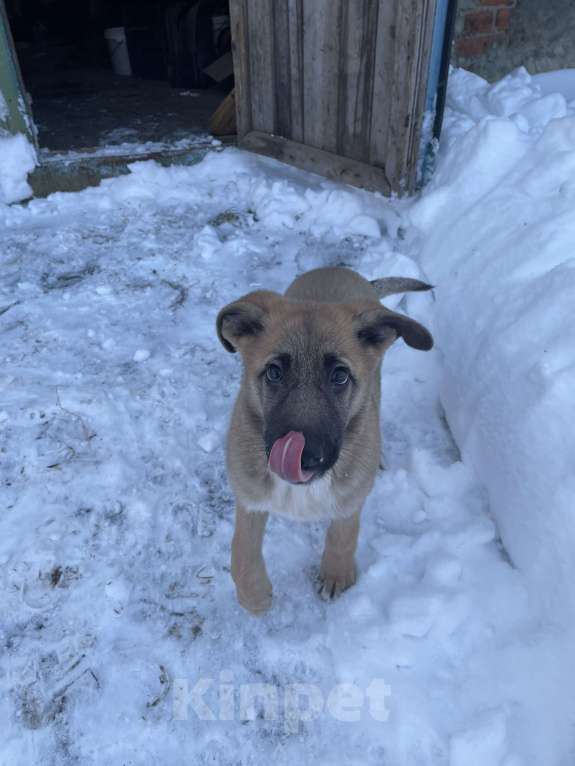 Собаки в Москве: Щенок замерзает на улице , срочно нужно найти дом !! Девочка, Бесплатно - фото 3
