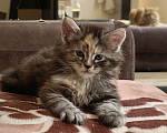 Кошки в Ростове-на-Дону: Котенок мейн-кун Девочка, 10 000 руб. - фото 1