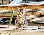 Кошки в Санкт-Петербурге: Котик 3 Мальчик, Бесплатно - фото 1
