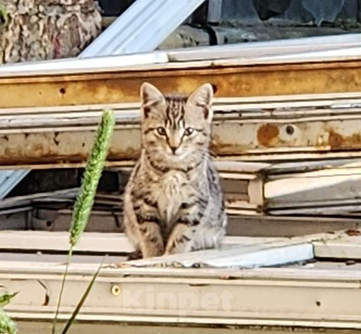 Кошки в Санкт-Петербурге: Котик 3 Мальчик, Бесплатно - фото 1