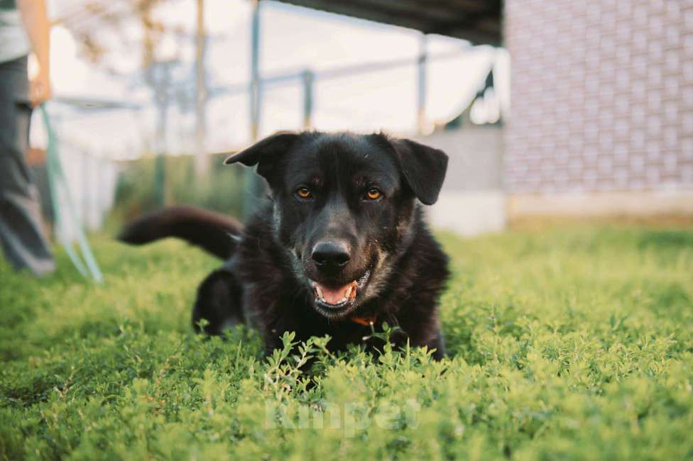 Собаки в Москве: Дик Мальчик, Бесплатно - фото 3