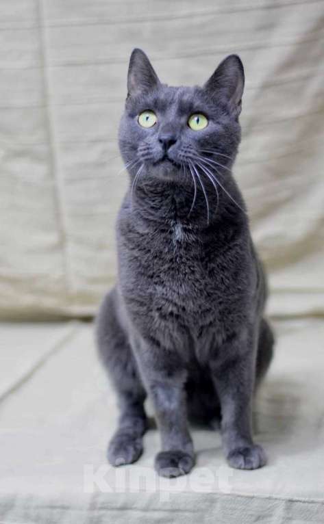 Кошки в Москве: Русский голубой кот Пижон в добрые руки Мальчик, 1 руб. - фото 3