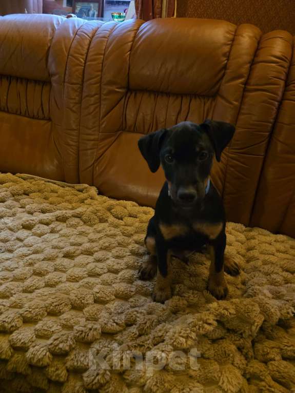 Собаки в Приозерске: Мальчик Мальчик, 20 руб. - фото 4