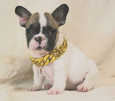 Щенок французик 