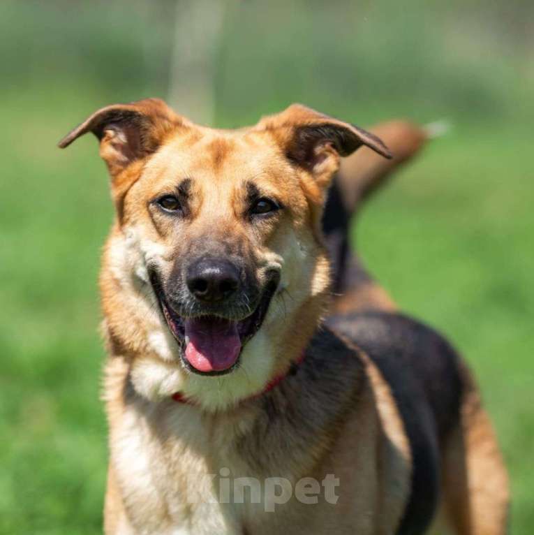 Собаки в Москве: Возьмите домой верного друга! Мальчик, Бесплатно - фото 4