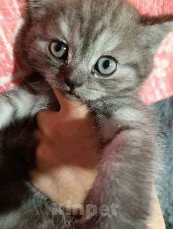 Кошки в Ижевске: вислоухий котенок Мальчик, Бесплатно - фото 1