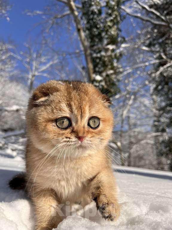 Кошки в Геленджике: Шотландский вислоухий котенок золотая шиншилла Мальчик, 45 000 руб. - фото 2