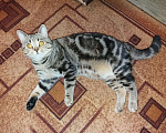 Кошки в Чебоксарах: Вязка британец, 500 руб. - фото 7