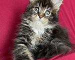 Кошки в Калаче-На-Доне: Котята мейн кун, 40 000 руб. - фото 8