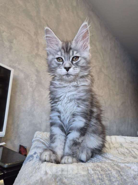 Кошки в Москве: Мейн-кун Девочка, 50 000 руб. - фото 2