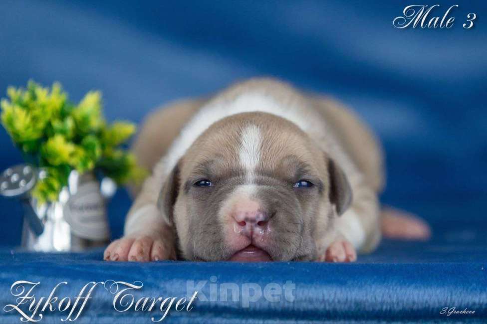 Собаки в Москве: Щенки амстаффа голубого окраса  Мальчик, 70 000 руб. - фото 5