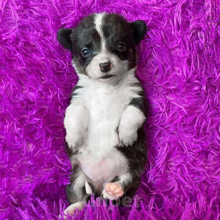 Собаки в Москве: Щенки вельш-корги кардиган Девочка, Бесплатно - фото 2